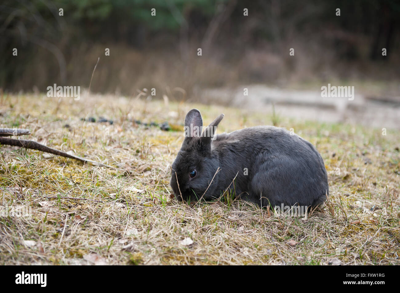 A amerri domestiqués black rabbit sitting at glade dans les bois, d'un dumping animal errant à gauche par propriétaire dans la nature, abandonné bunny gratuitement Banque D'Images