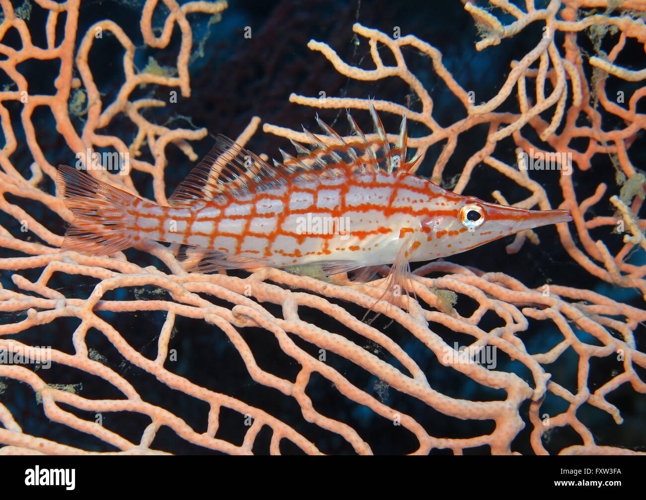 (Langnasenbueschelbarsch Gorgonienkoralle Oxycirrhites typus), Frère, îles, Rotes Meer, Spanien, Langnasenb³schelbarsch Banque D'Images