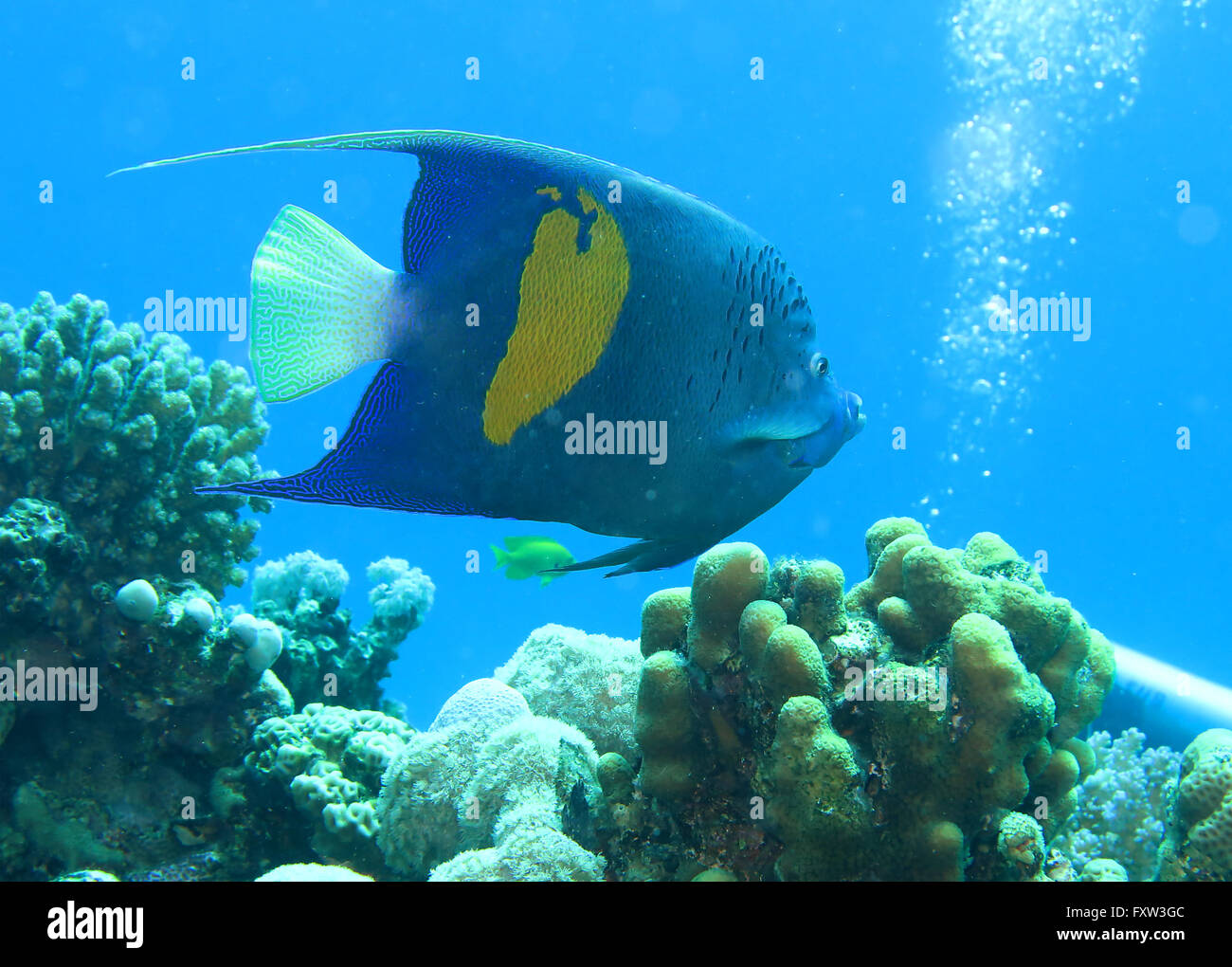 (Pomacathus Kaiserfisch Arabischer maculosus), Korallen, Brother Islands, Rotes Meer, Aegypten Banque D'Images