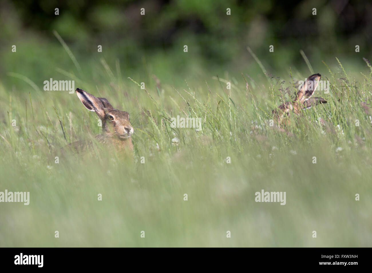Lièvre brun Lepus europaeus ; deux dans le pré à l'île de Man, UK Banque D'Images