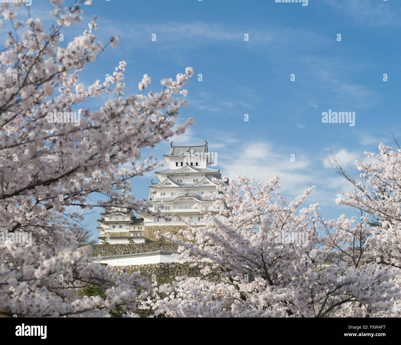 Château de Himeji et cherry blossom après les travaux terminés en 2015 . Himeji, préfecture de Hyogo au Japon. Banque D'Images