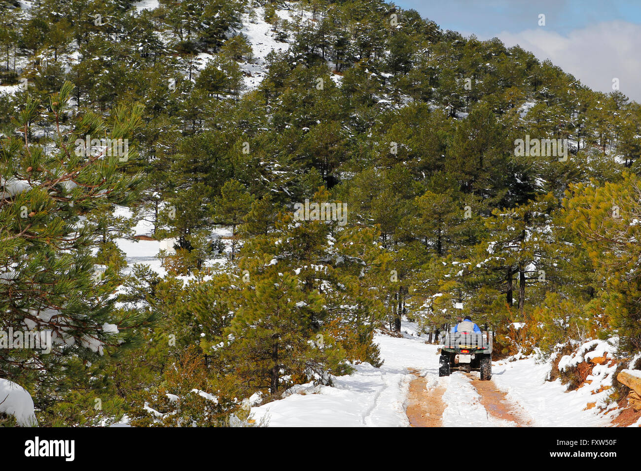 Quad équitation dans la forêt à l'hiver, avec la neige Banque D'Images Quad équitation dans la forêt à l'hiver, avec la neige Banque D'Images