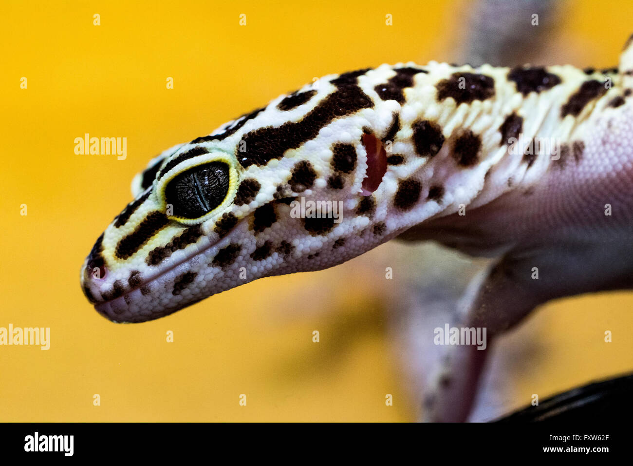Close-up Portrait of a Leopard Gecko (Eublepharis macularius) - montrant le détail de la tête. Banque D'Images