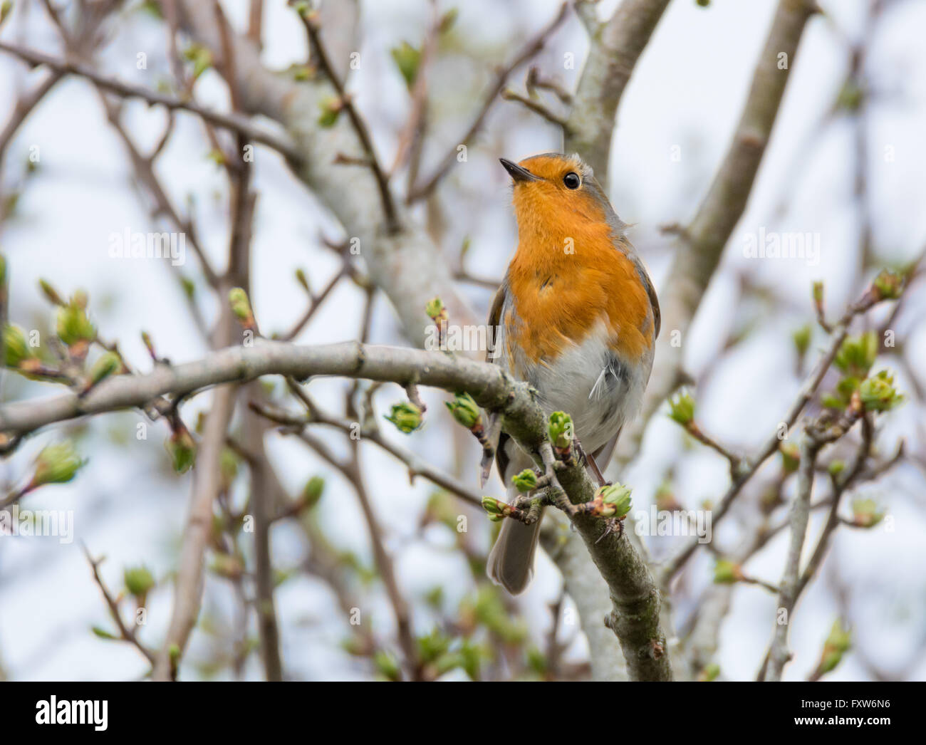 Robin oiseau dans l'arbre avec bourgeons srping Banque D'Images