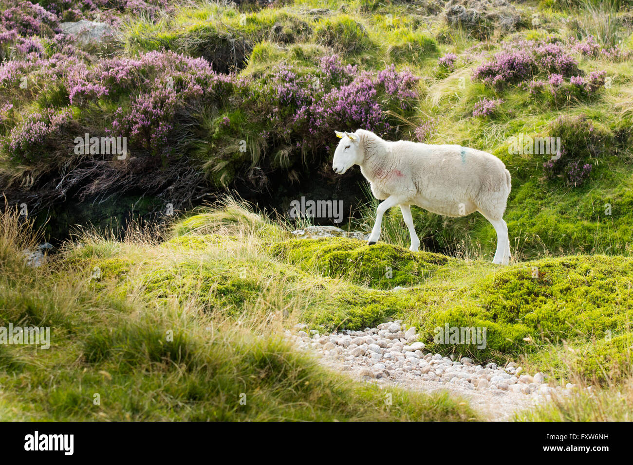 Un mouton errer parmi les purple Heather Banque D'Images