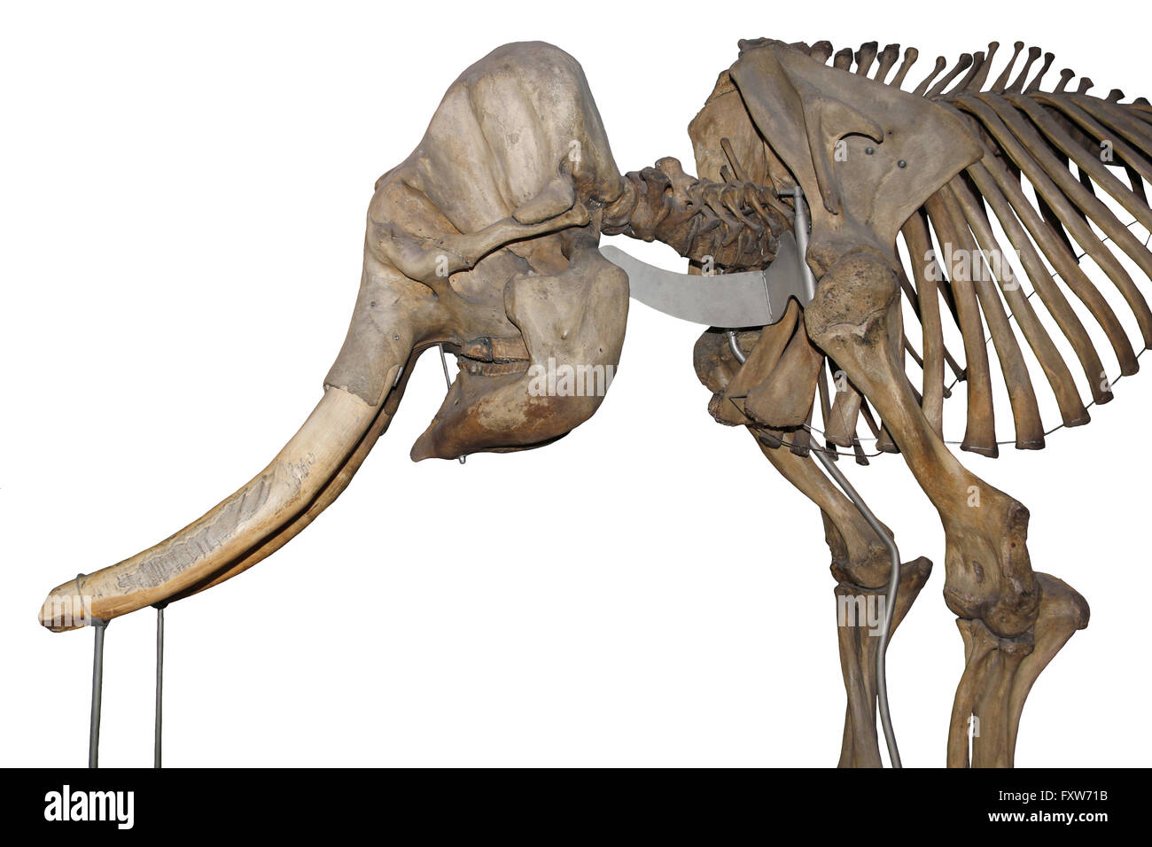 Squelette de l'éléphant d'Asie Banque D'Images