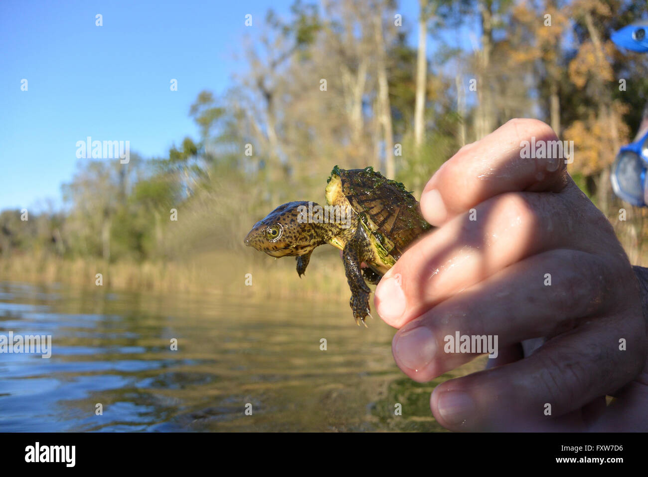 Bébé tortue serpentine dans la rivière Arc-en-ciel, en Floride. Banque D'Images