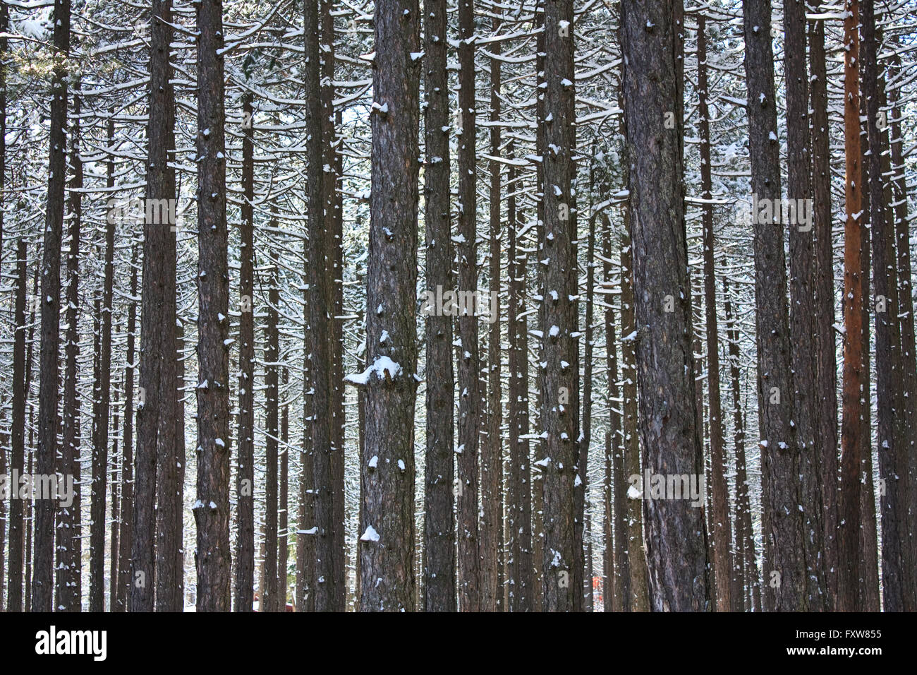 Arbres en hiver Banque D'Images