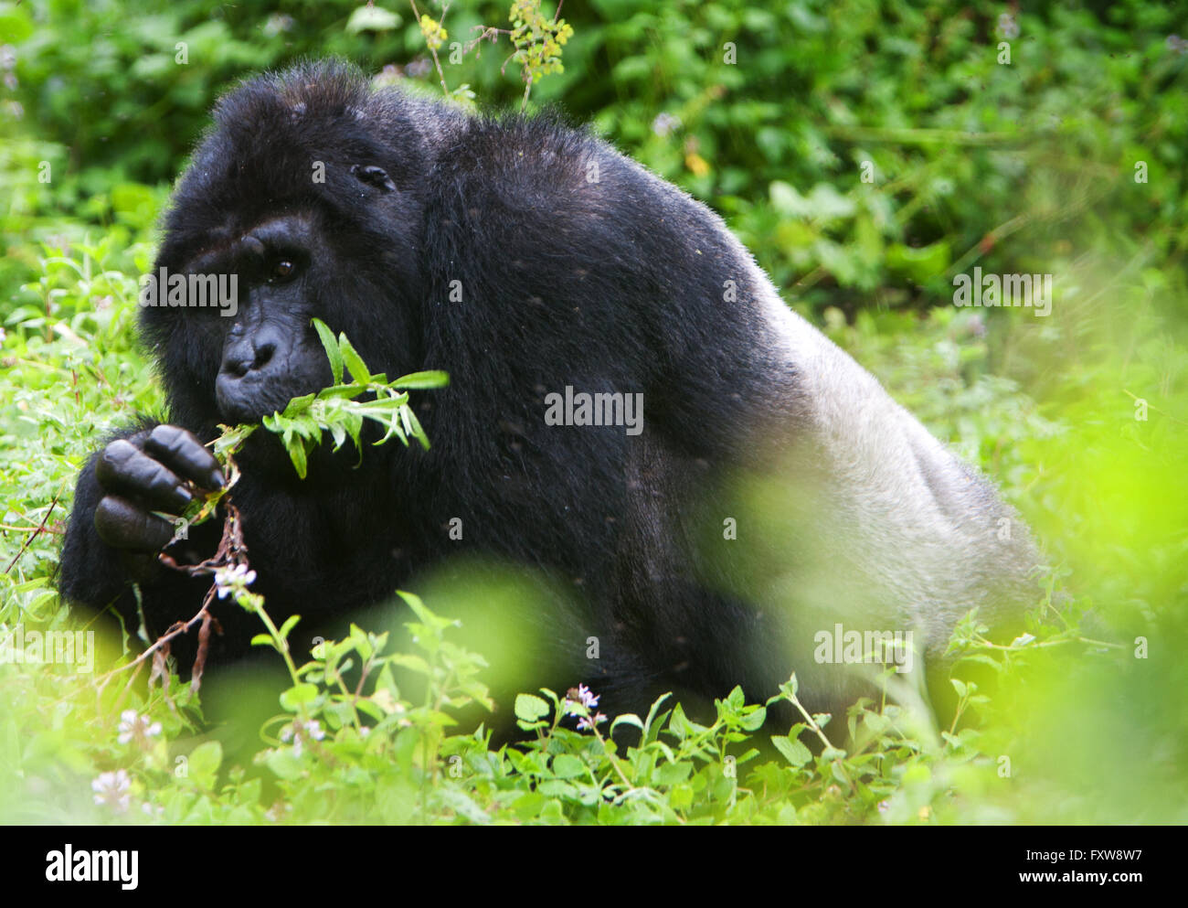 Photographie par © Jamie Callister. Le Groupe de gorilles, Bitukura La Forêt impénétrable de Bwindi, en Ouganda, en Afrique Centrale Banque D'Images