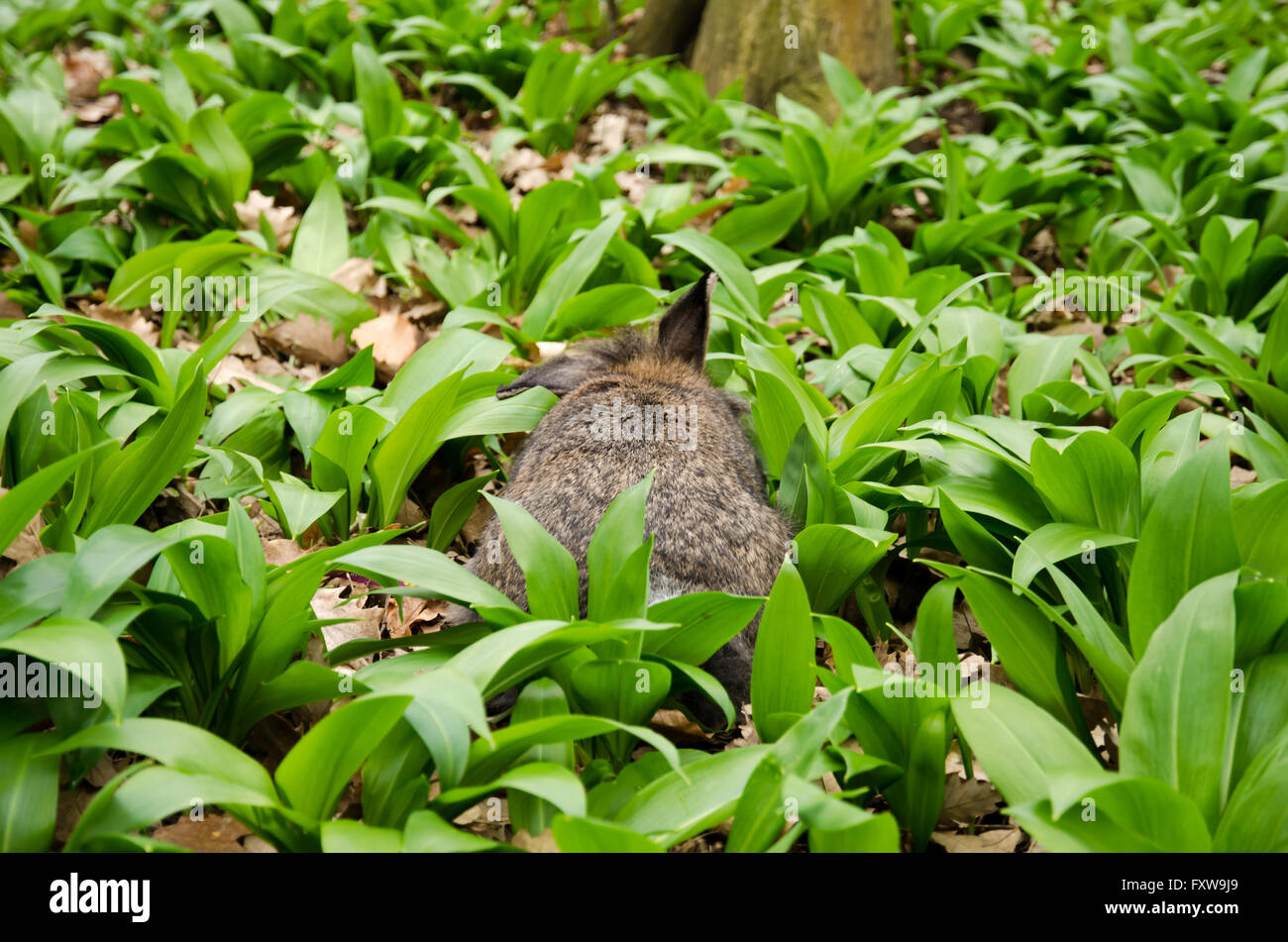 Lapin gris dans la nature vue arrière Banque D'Images