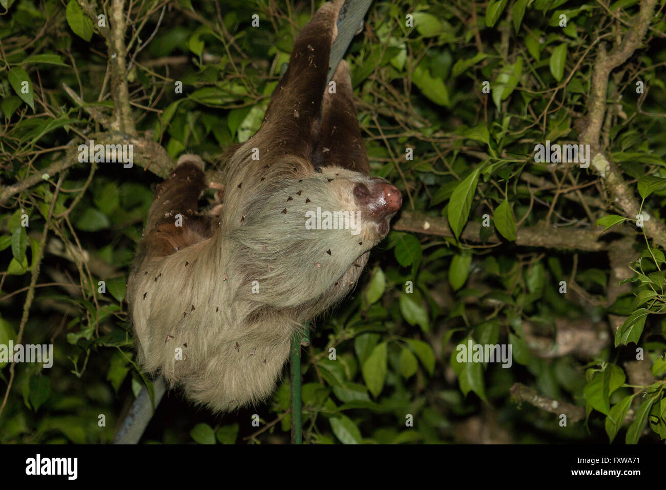 Deux-toed sloth - Choloepus hoffmanni Banque D'Images