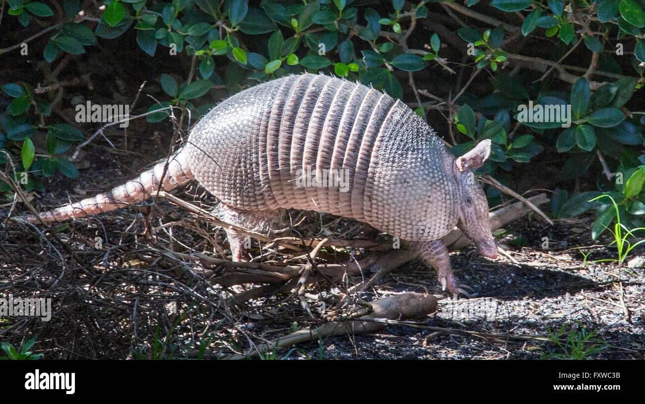 Un tatou à neuf bandes promenades à travers la mangrove au Jupiter Inlet Lighthouse Park le long de la rivière Wellington et Indian River Lagoon à Jupiter, en Floride. Banque D'Images