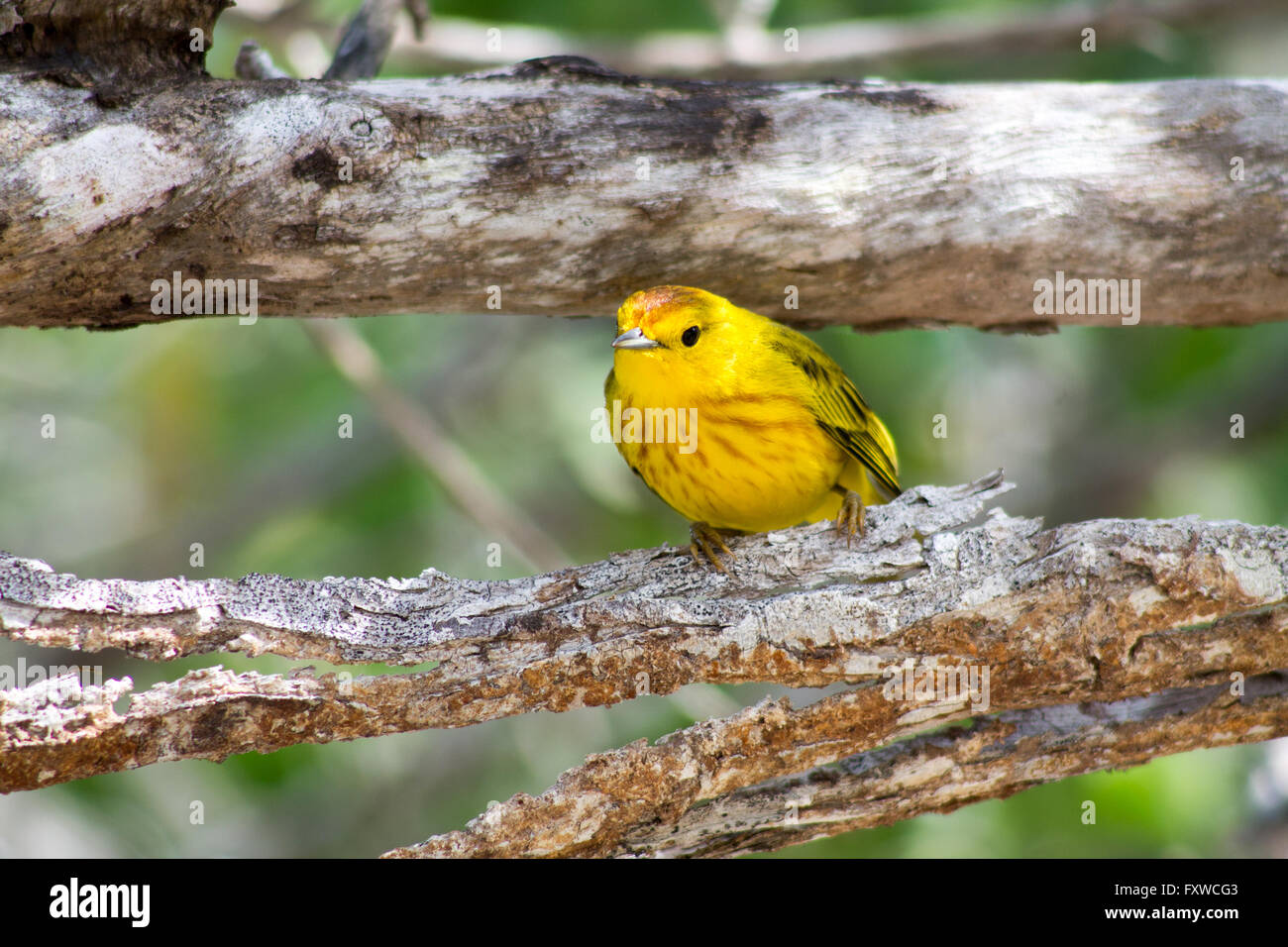 Jaune Galapagos Finch. Banque D'Images