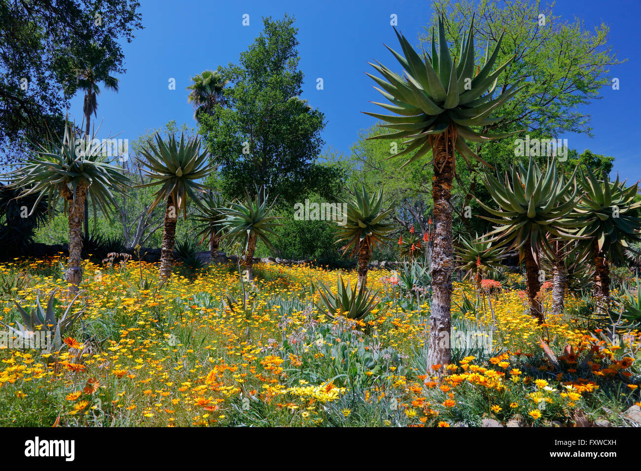 La floraison printanière en Californie à Taft Botanical Gardens, Ojai CA Banque D'Images