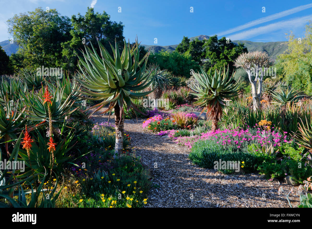 La floraison printanière en Californie à Taft Botanical Gardens, Ojai CA Banque D'Images