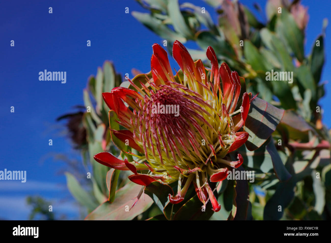 La floraison printanière en Californie à Taft Botanical Gardens, Ojai CA Banque D'Images