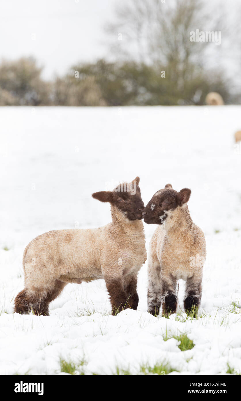 Avril 2016, les averses de neige sur les Cotswolds Paysage, Worcestershire, Angleterre, RU Banque D'Images