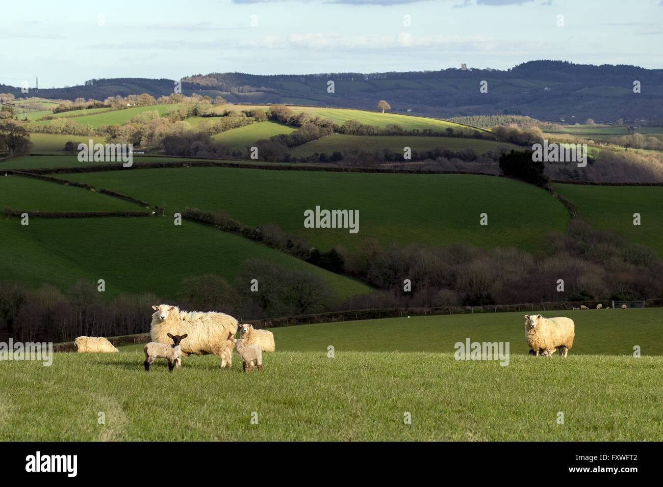 Agneaux de printemps dans la Teign Valley,Parc National de Dartmoor, ferme, Agneaux, moutons, brebis, terres agricoles, champ, ram, arbre, blanc, ovine, farm Banque D'Images