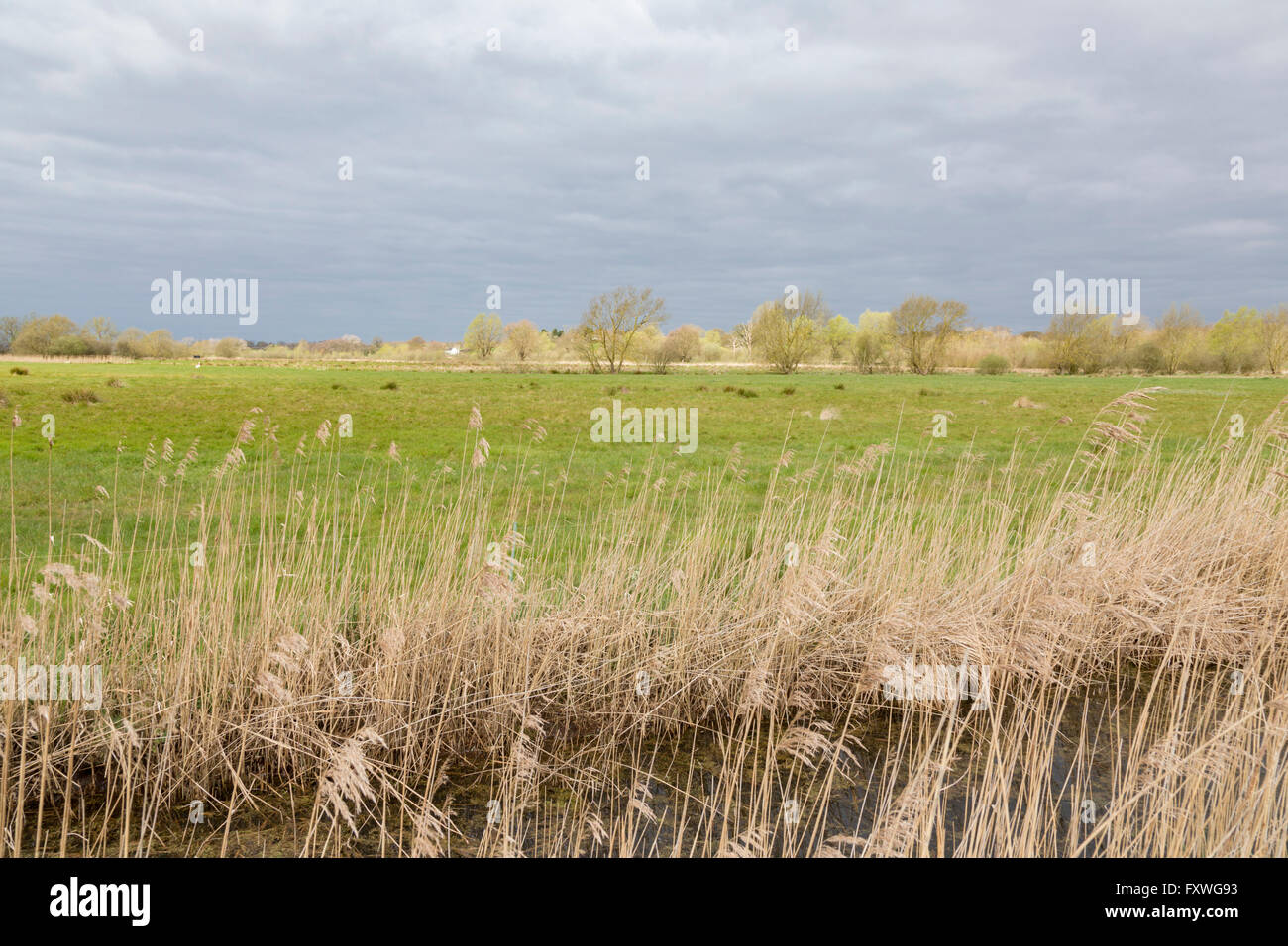 Vues sur les marais du sentier du Marais Beccles Suffolk, Angleterre, RU Banque D'Images