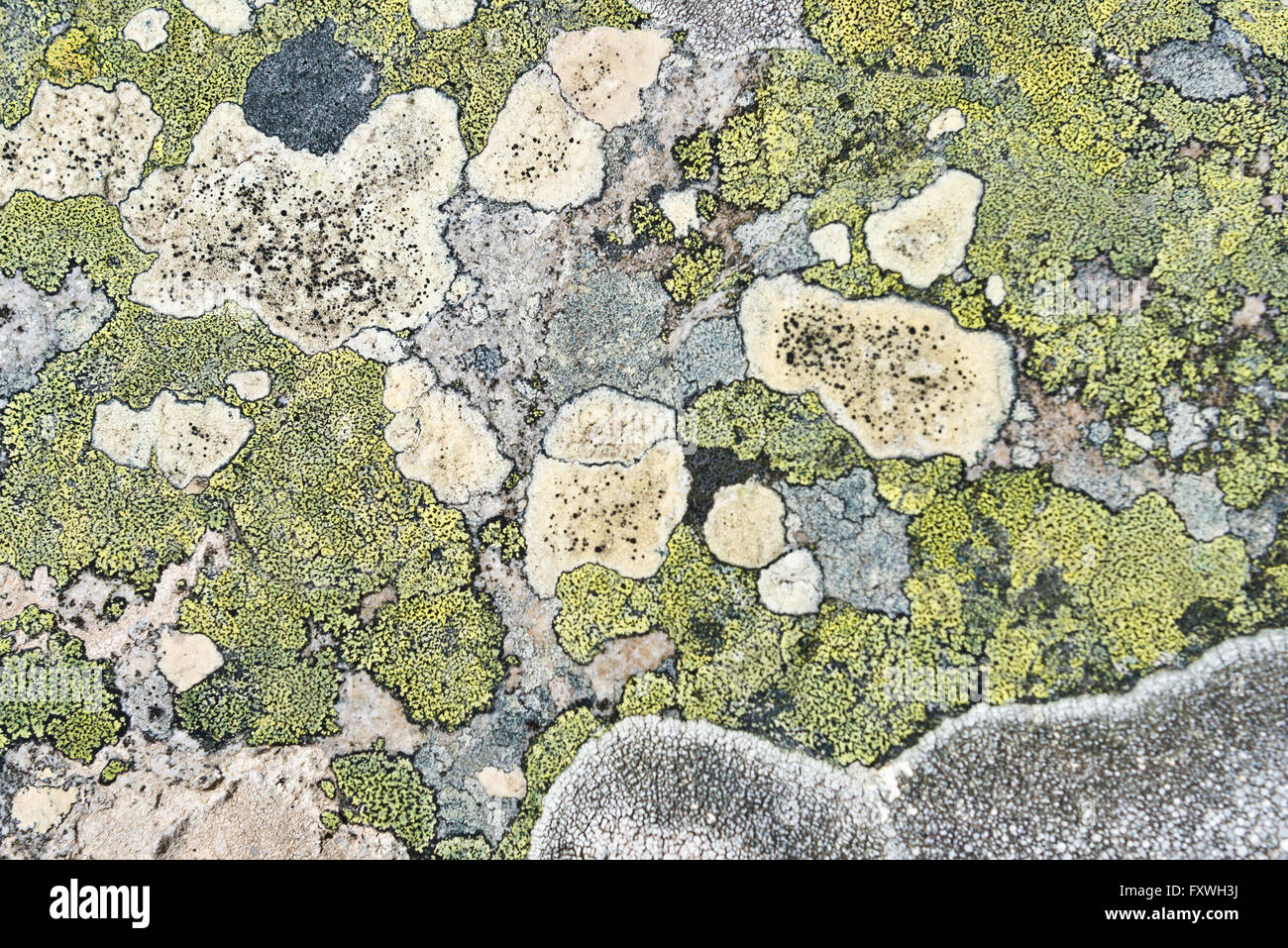 Rock couvert de lichen à l'île de la carcasse dans les Malouines Banque D'Images