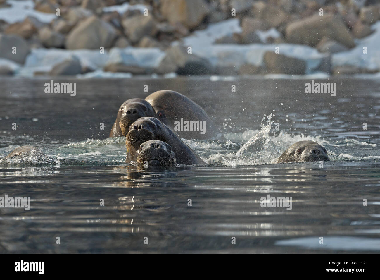 Un groupe de cinq le morse nager vers notre bateau tout près de la côte de Phippsoya à Svalbard Banque D'Images