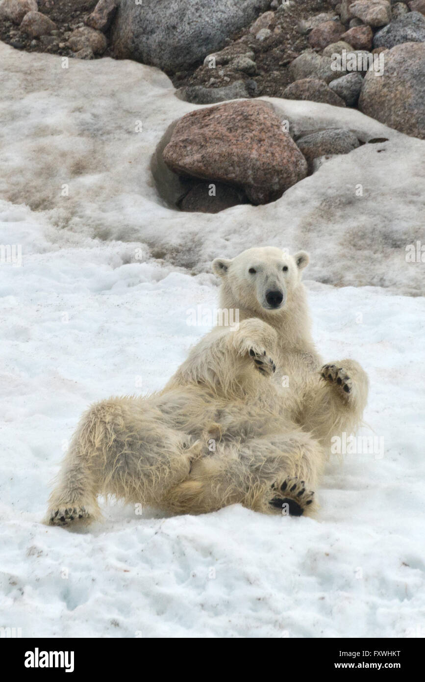 Un ours polaire roulant sur le dos dans la neige à Chrmsideoya au Svalbard Banque D'Images