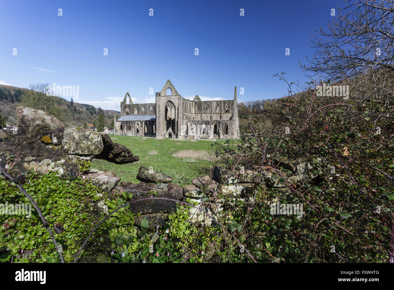 Abbaye de Tintern, Monmouthshire, Wales au printemps. Banque D'Images