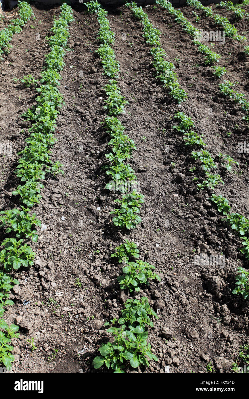 Les jeunes tiges de pommes de terre. Banque D'Images