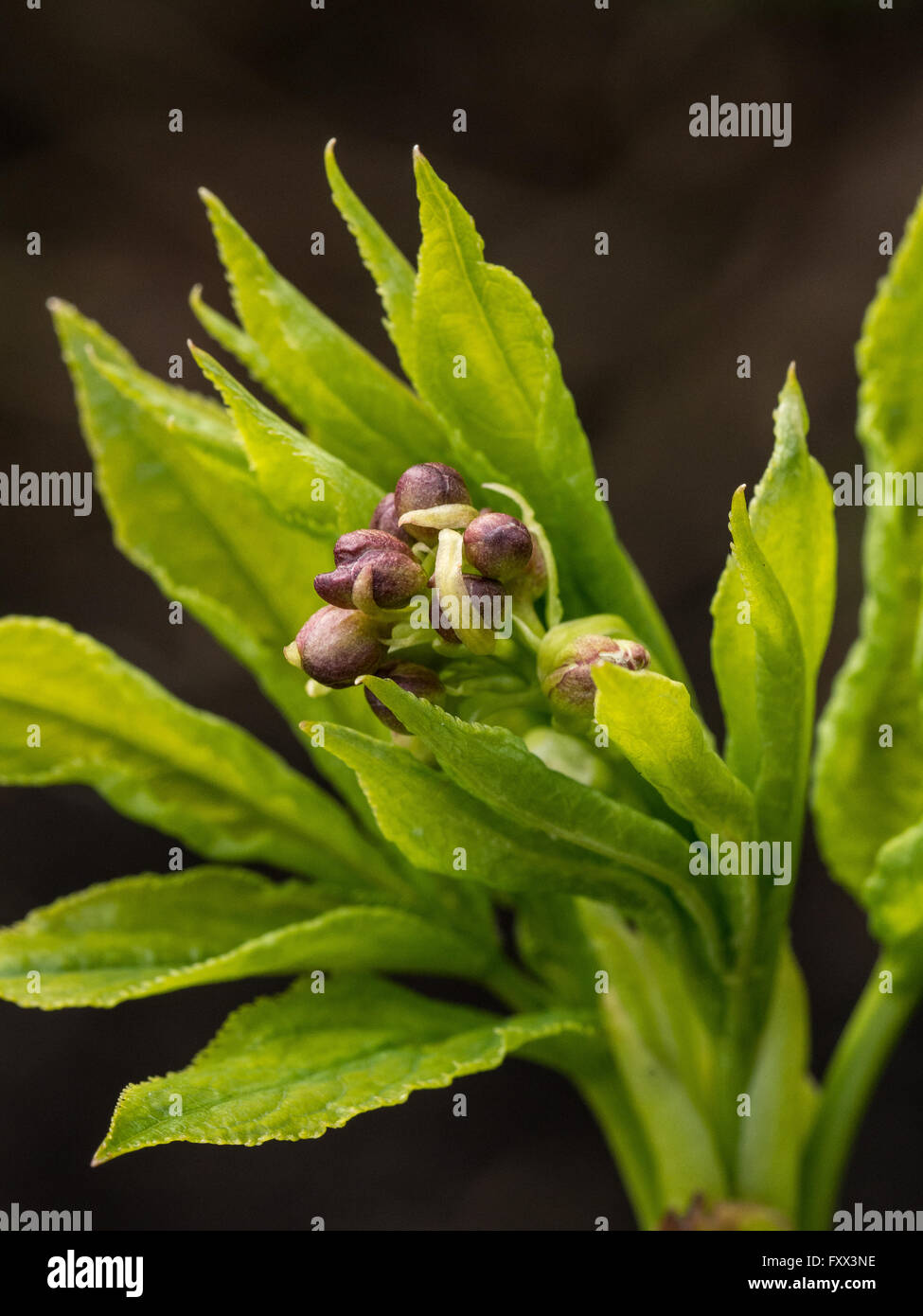 Staphylea holocarpa boutons de fleurs Banque D'Images
