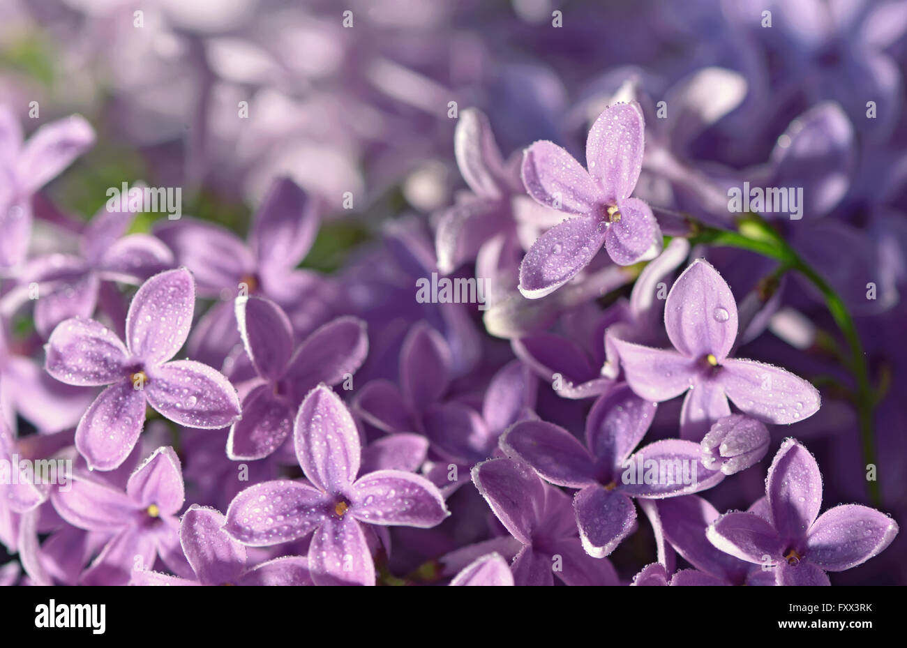 Tendre pastel de fond naturel floral fleurs lilas Banque D'Images