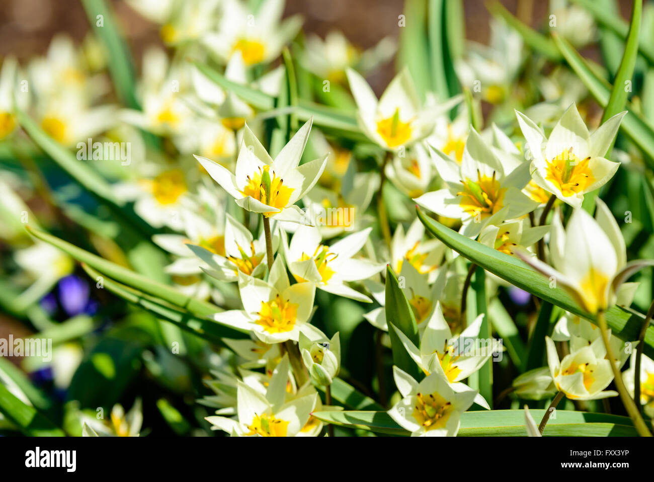 Tulipa turkestanica, le Turkestan tulipe, ici vu en pleine floraison au  début du printemps Photo Stock - Alamy