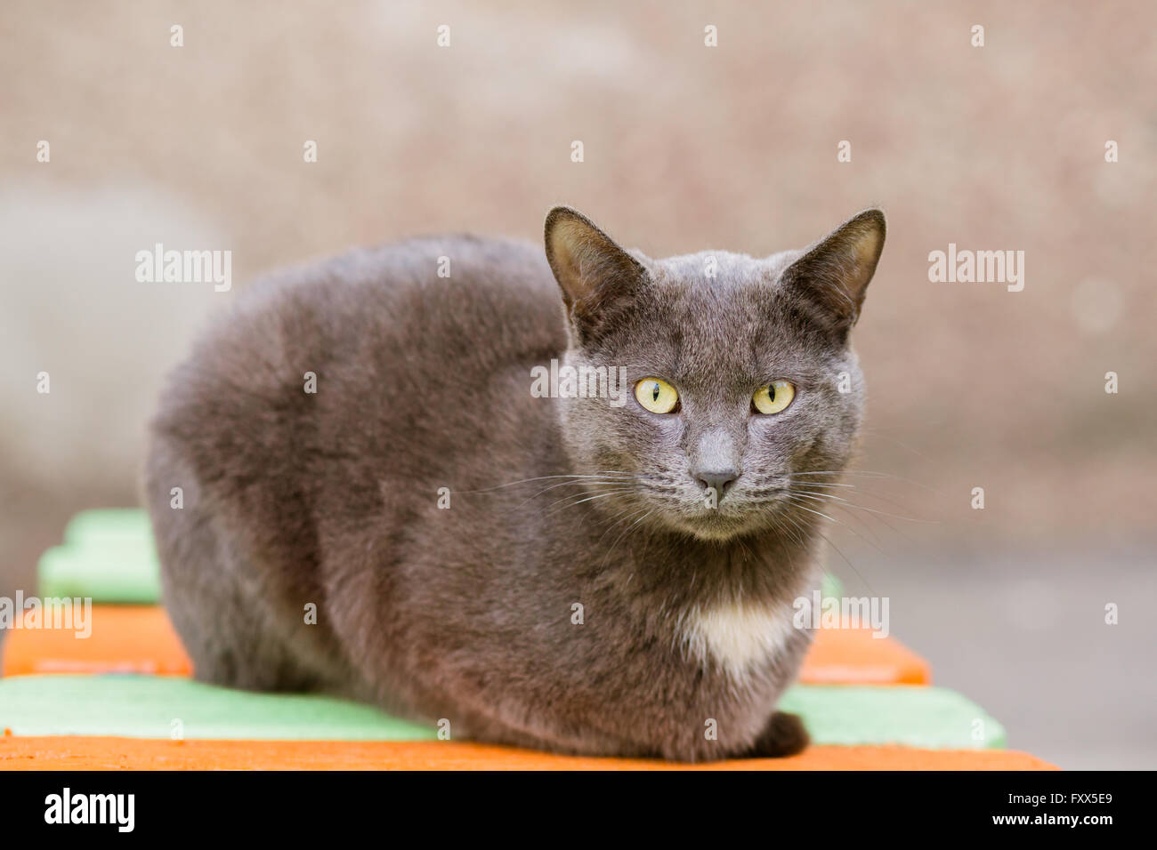 Portrait de chat gris indifférent looking at camera Banque D'Images