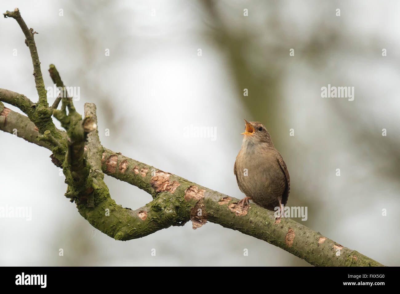 Troglodyte mignon (Troglodytes troglodytes) chanter dans une forêt pendant la saison de reproduction Banque D'Images