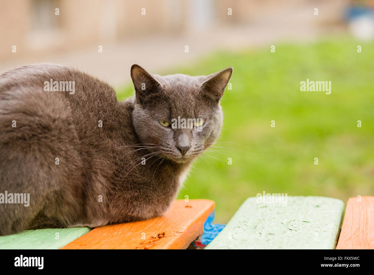 Portrait de chat gris indifférent looking at camera Banque D'Images