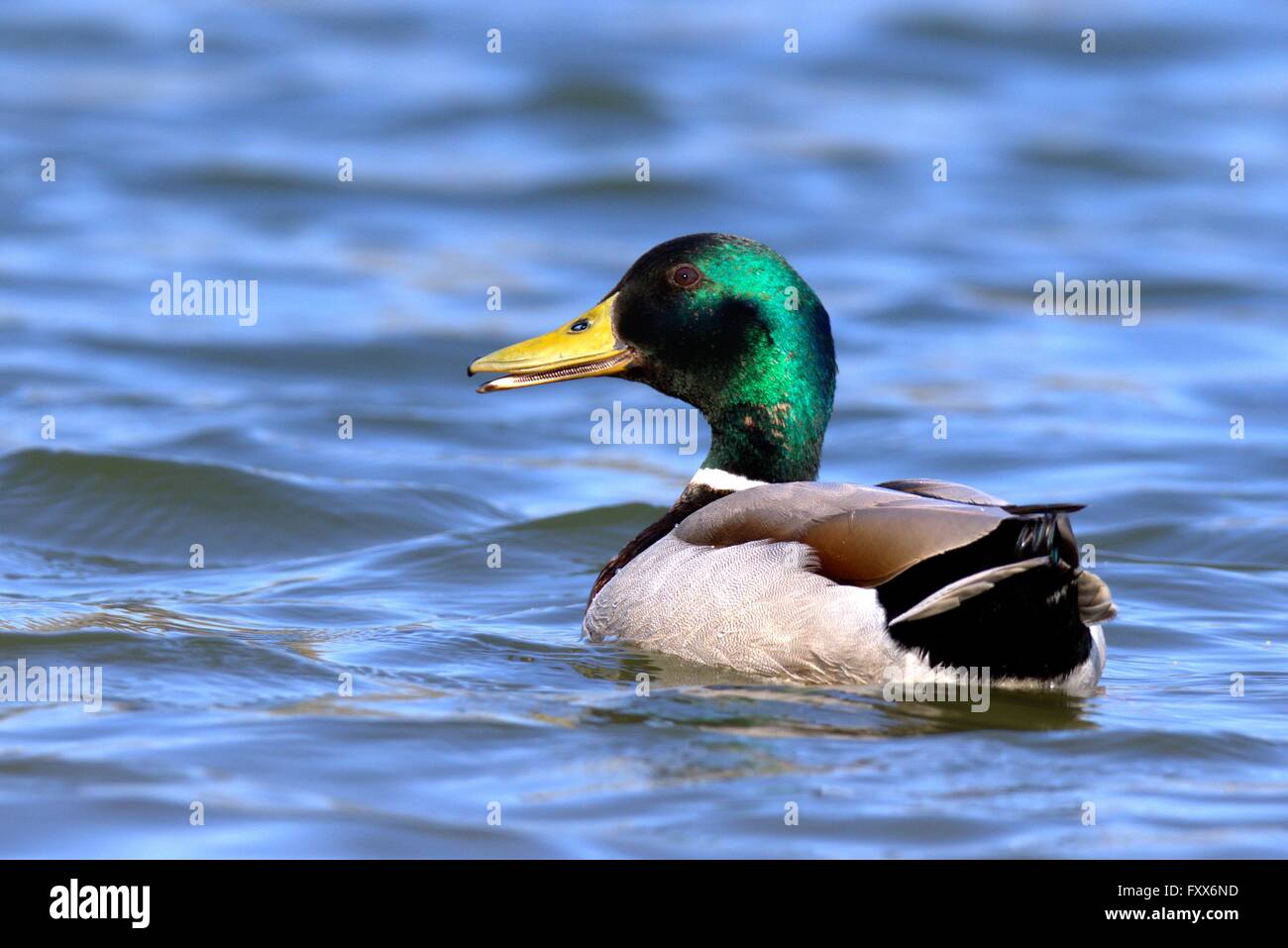 Mallard Drake sourire pour la caméra ! Banque D'Images