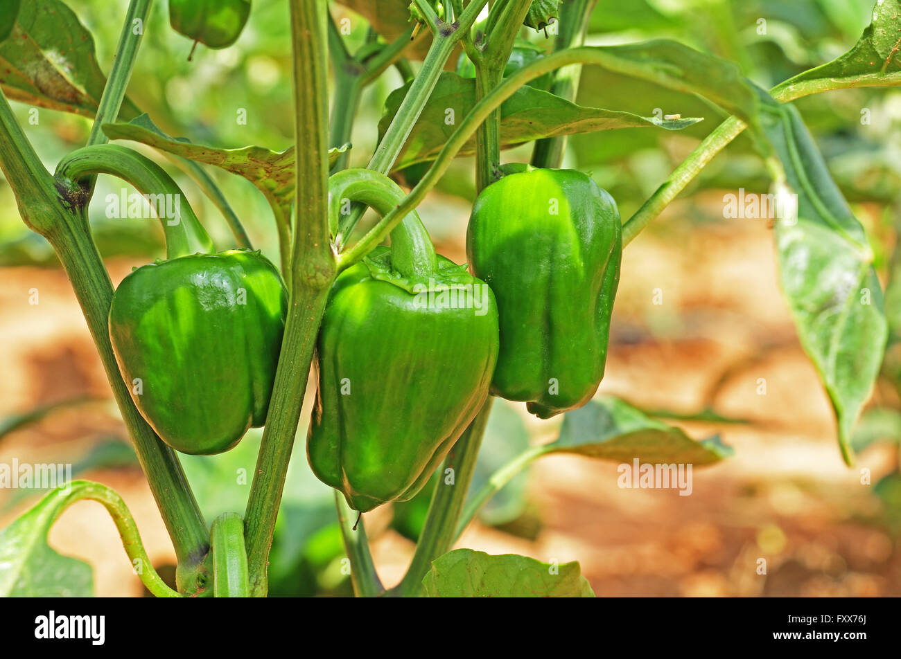 Capsicum Fruits en usine. Capsicum est également connu comme le poivron, le poivron rouge et le poivron vert. Banque D'Images