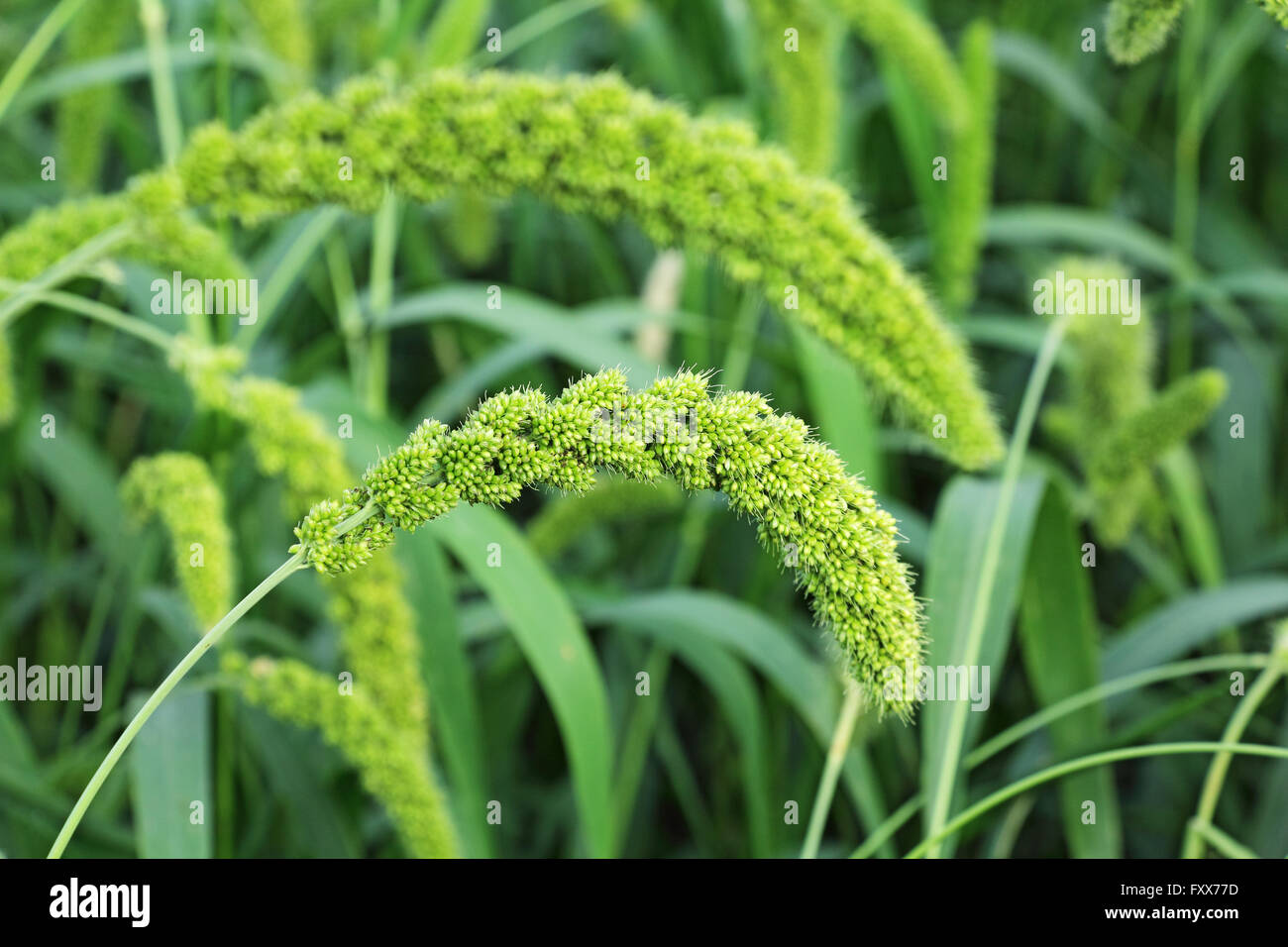 Le millet indien. L'Inde est le premier producteur de mil dans le monde. Millet appartient au genre du sorgho. Banque D'Images