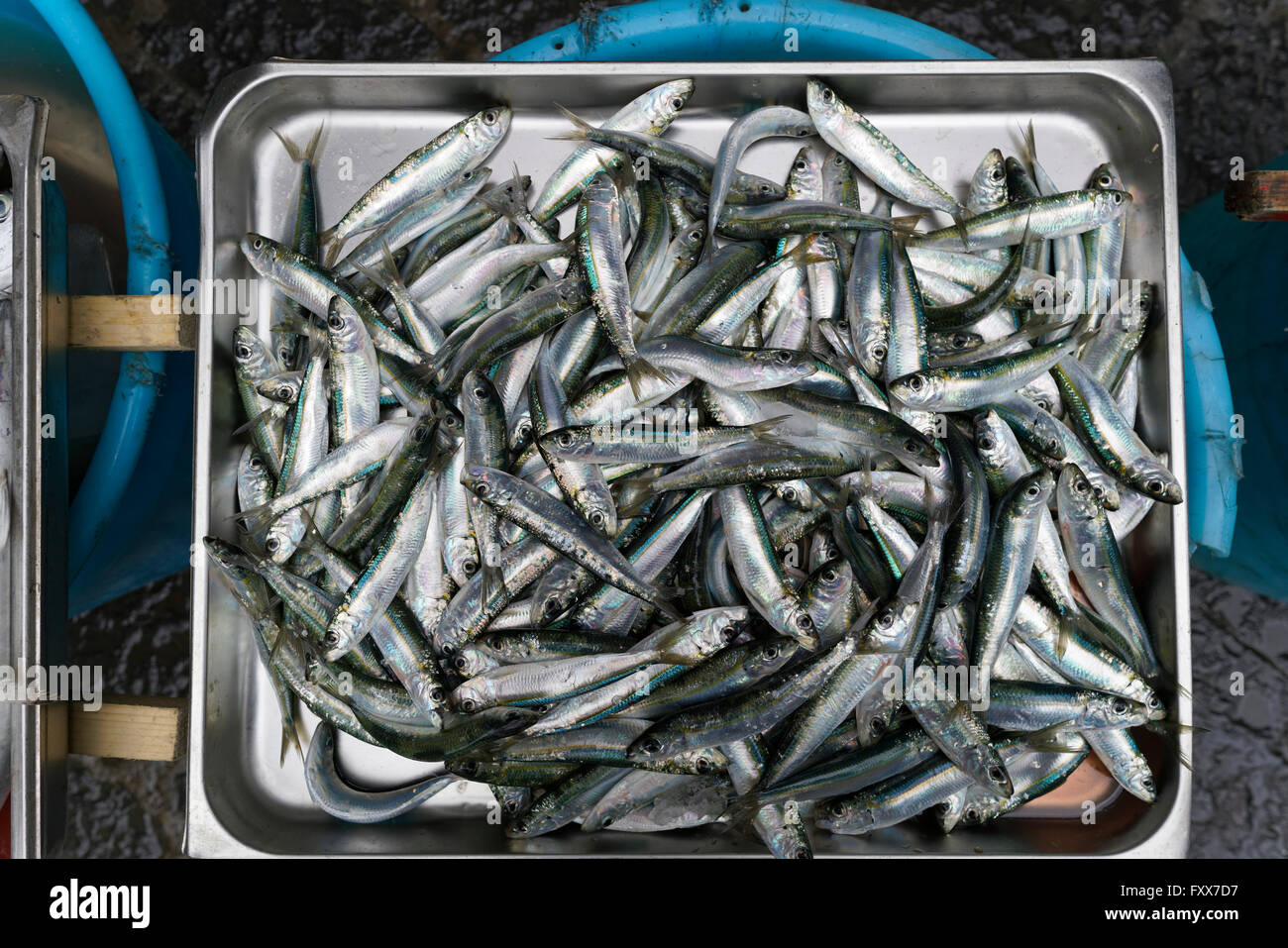 Sardines fraîches pour la vente au marché aux poissons de Catane Banque D'Images