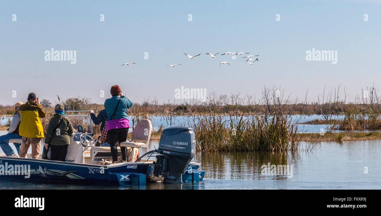 Les visiteurs des pélicans (Pelecanus erythrorhynchos) voler plus de marais près de Lake Charles, en Louisiane Banque D'Images