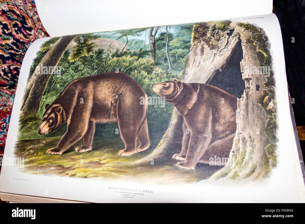 Une page d'un énorme livre Audubon original dessiné à la main avec des images d'oiseaux et d'animaux. Banque D'Images