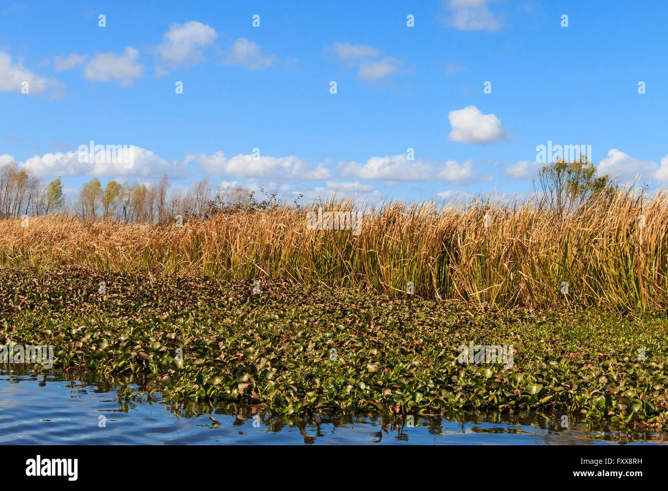 Plante aquatique envahissante Banque de photographies et d’images à — free download