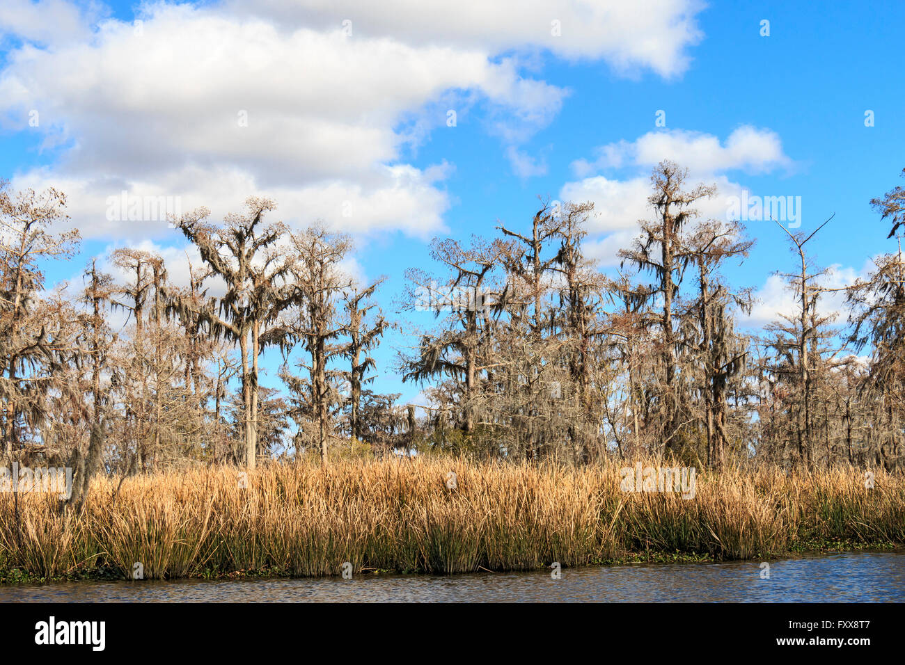 Le sud de la Louisiane cyprès couvert de mousse espagnole, le long d'un bayou de Louisiane en hiver. (Taxodium distichum) Banque D'Images