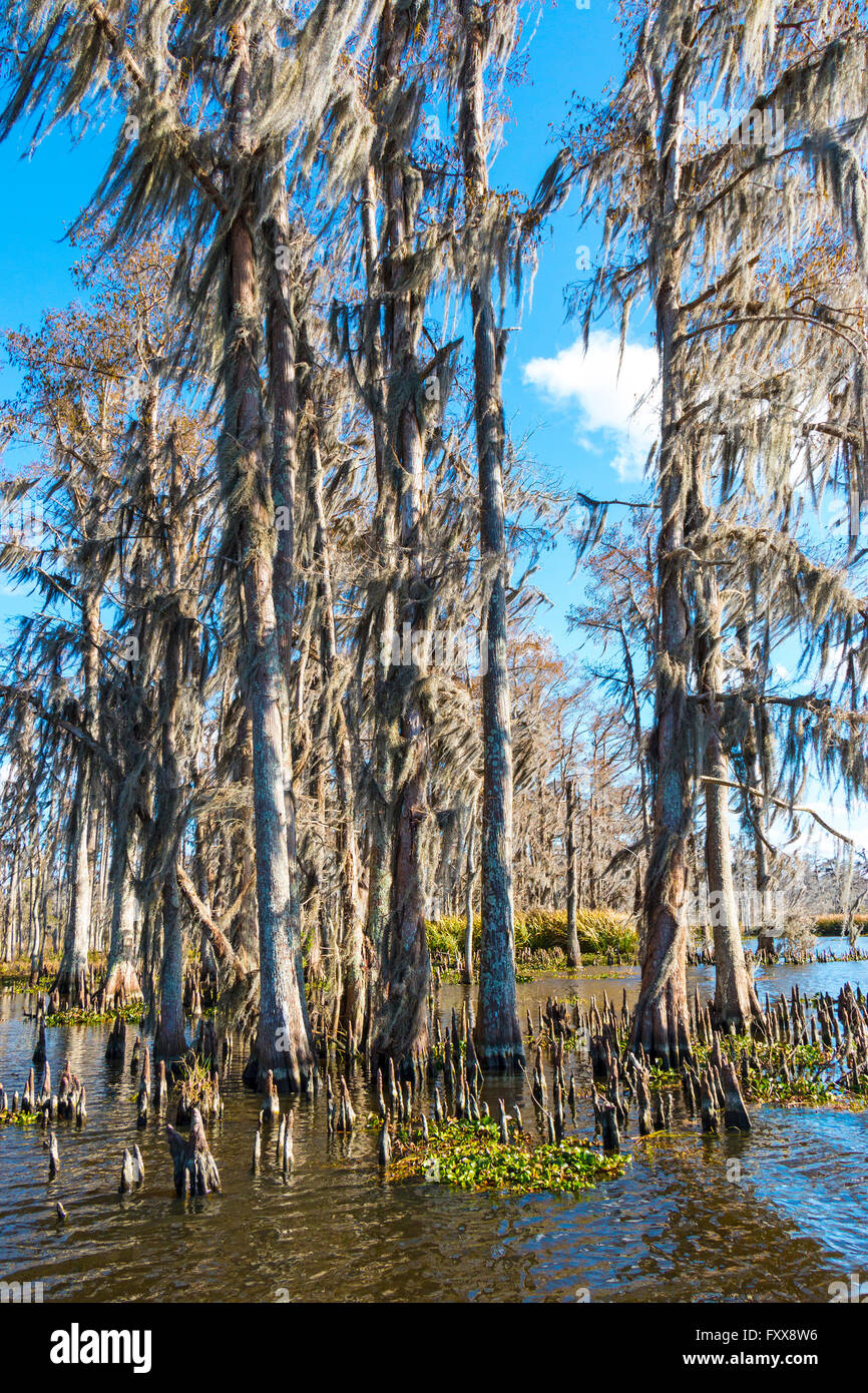 Le sud de la Louisiane cyprès forêt en hiver. (Taxodium distichum). Banque D'Images