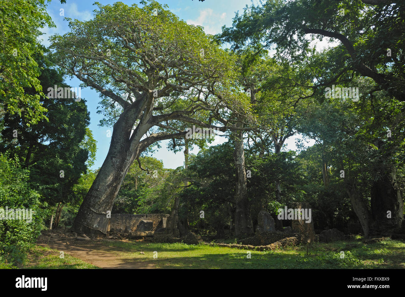 Baobab dans une forêt verte en Afrique Banque D'Images