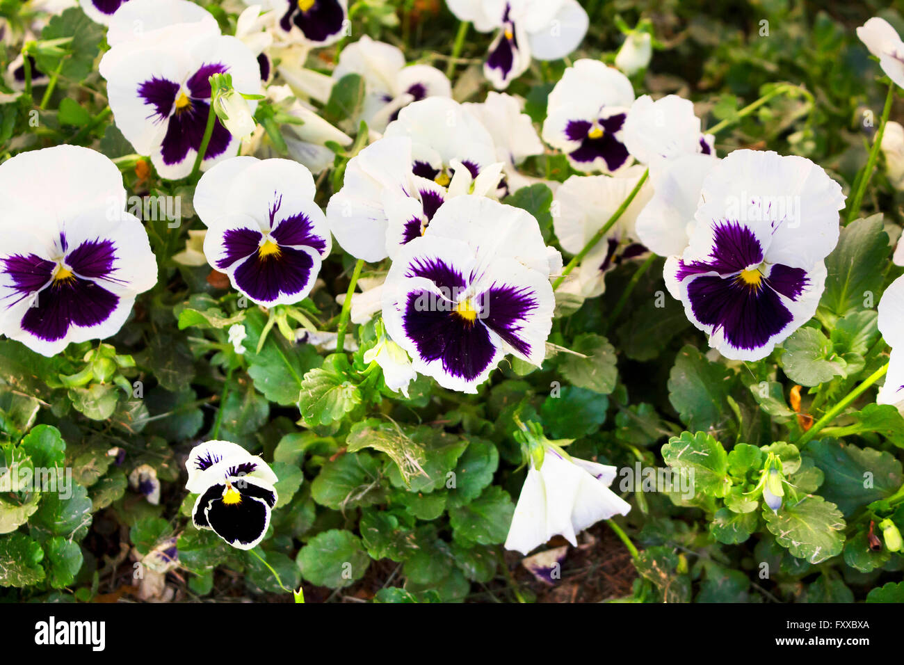 Fleur Viola Banque D'Images