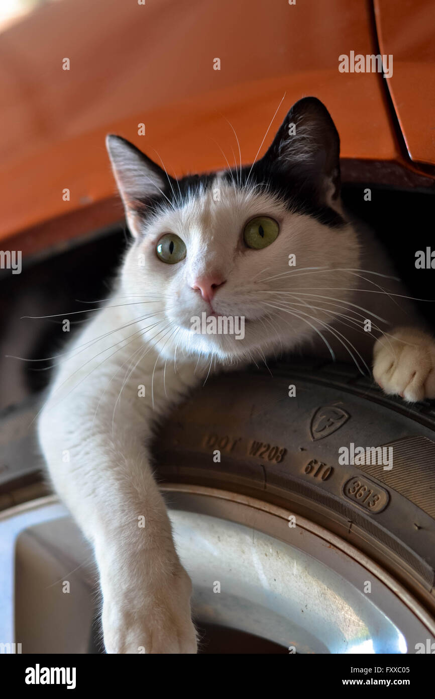 En vertu de la sous-Cat portant sur le pneu avec la patte côté. Photo prise en couleur. Banque D'Images