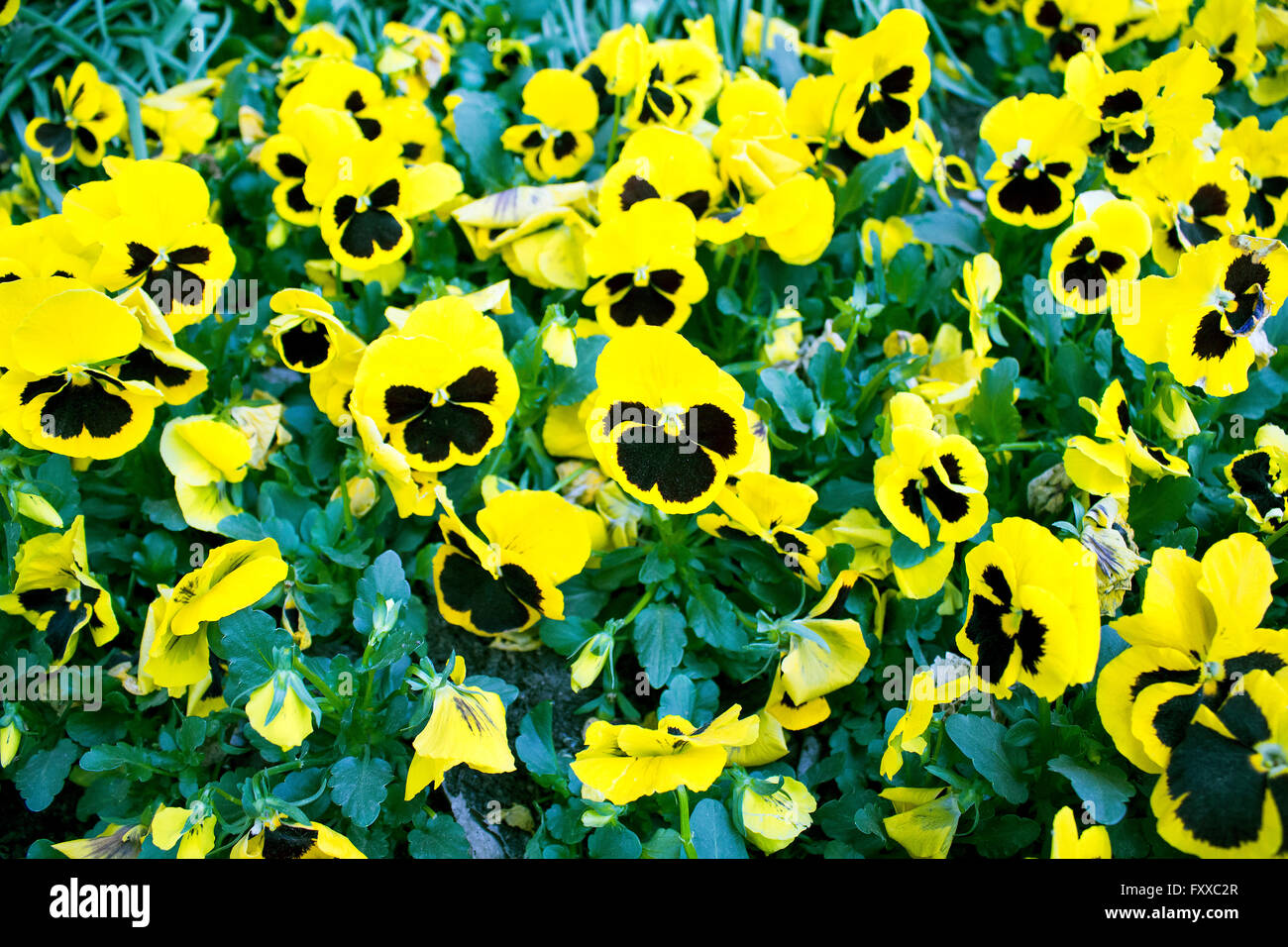 Fleur Viola Banque D'Images