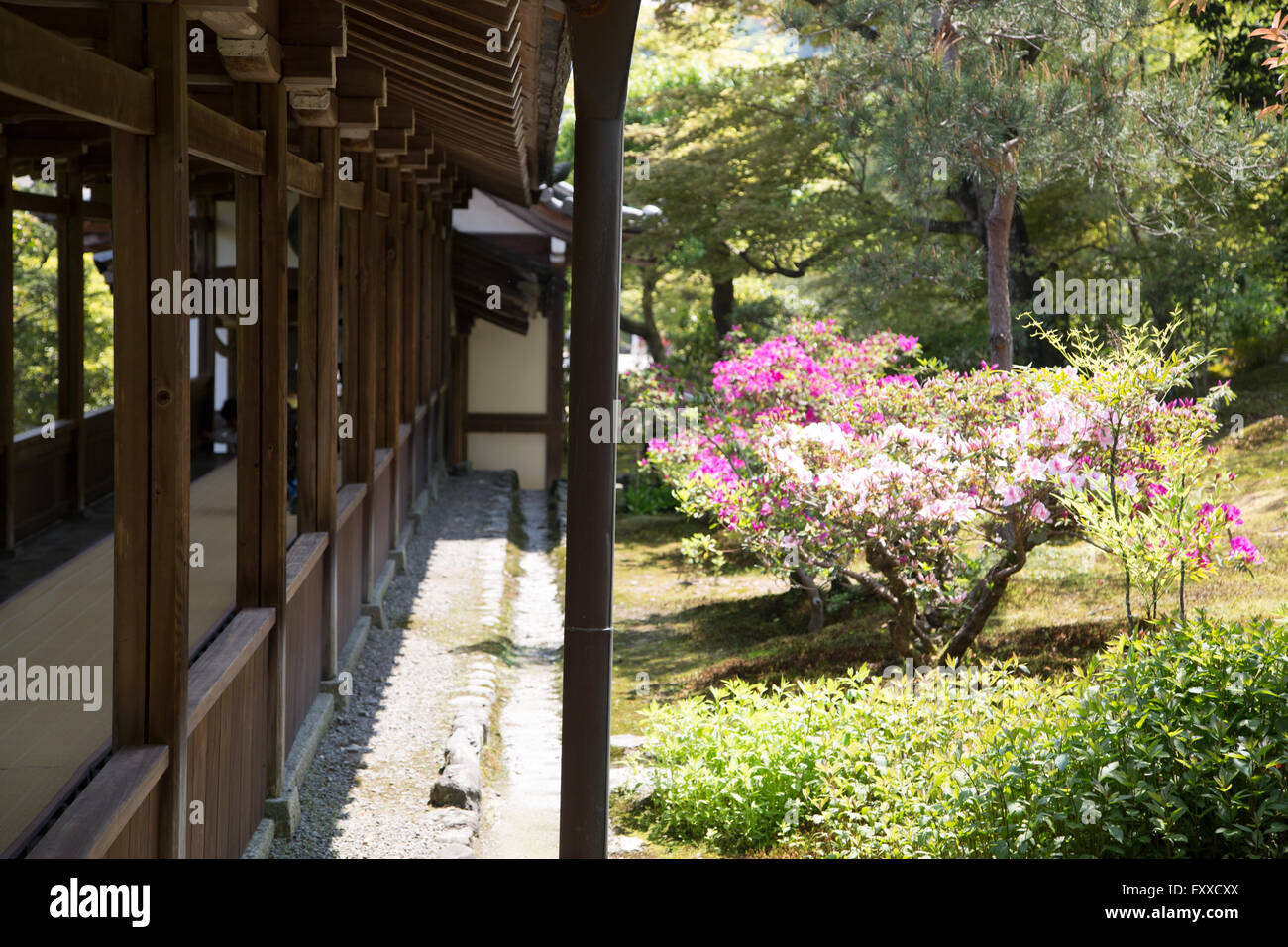 Les jardins de Kinkaku-ji à Kyoto, à l'extérieur les passages de la Buddhist Temple. Banque D'Images