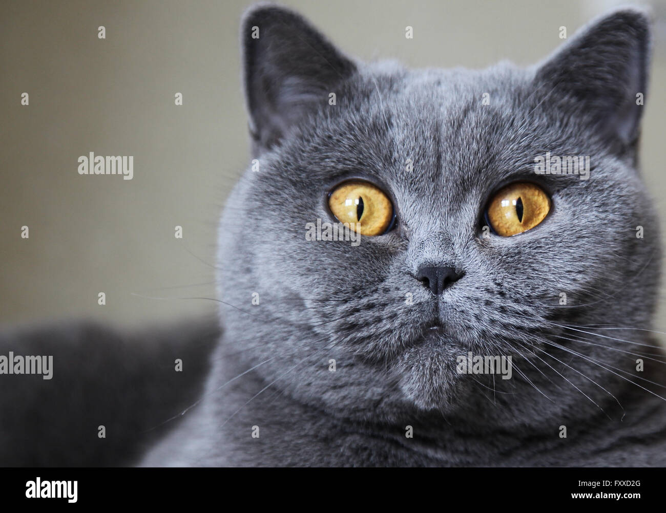 Les races de chats British Shorthair de couleur bleu Banque D'Images