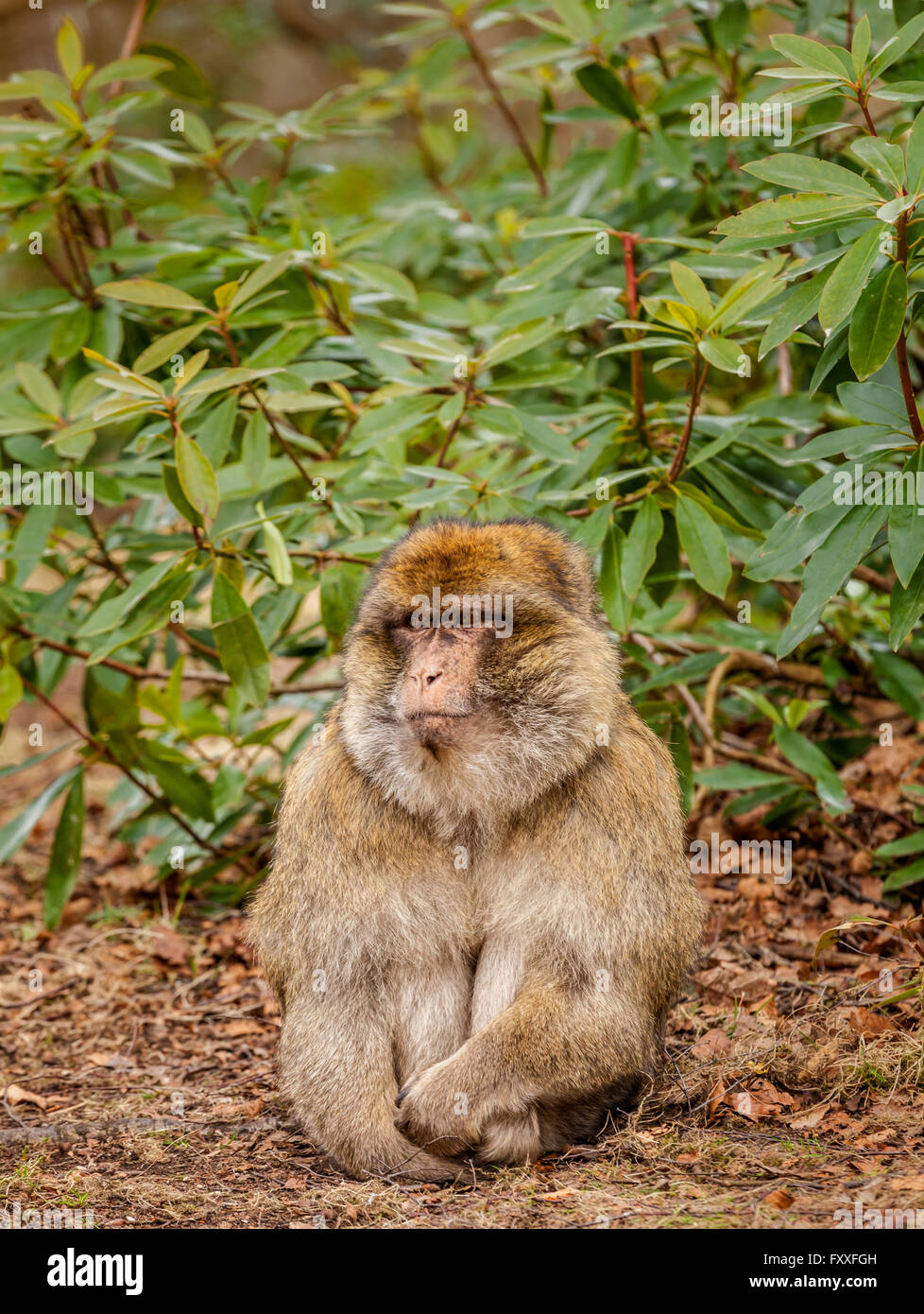 Barbary Macaque, Macaca sylvana, à la forêt des singes, Trentham, Staffordshire, Angleterre. Banque D'Images